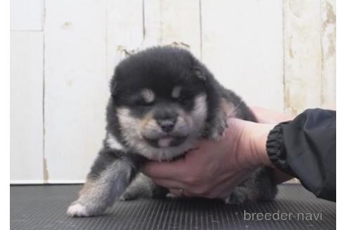 成約済の埼玉県の柴犬-204509の1枚目